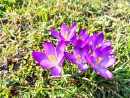 Jaro v Berušce